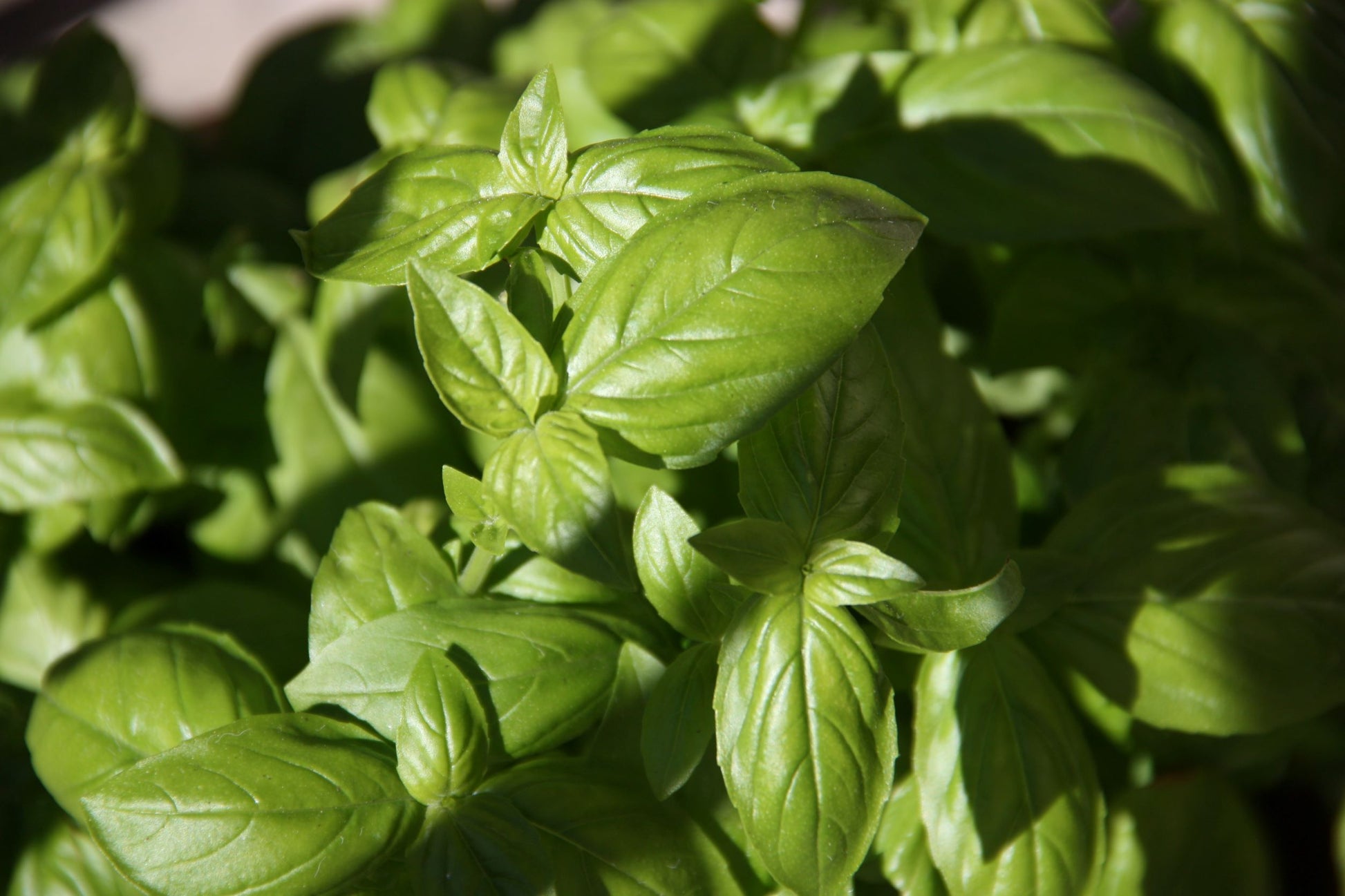 Buy Organic Basil Essential Oil from Wholesale Market at the Best Prices online in Pakistan, Quick Delivery and Easy Returns only at The Nature's Store, Best organic and natural Essential Oils - Wholesale and Essential Oils in Pakistan,