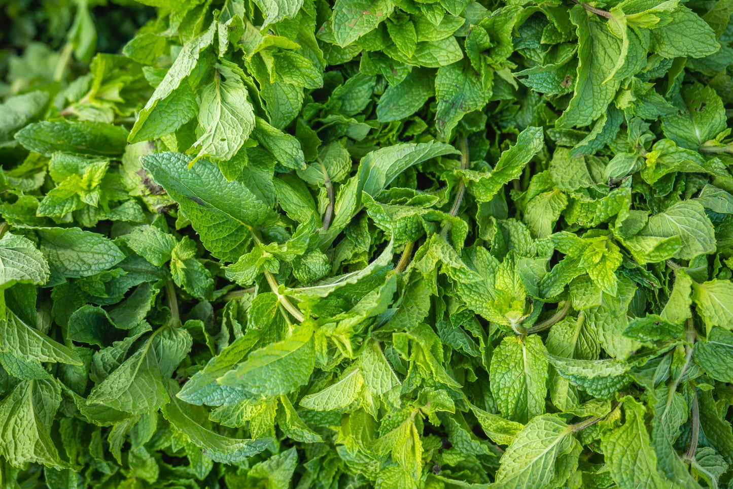 Buy Organic Peppermint Essential Oil from Wholesale Market at the Best Prices online in Pakistan, Quick Delivery and Easy Returns only at The Nature's Store, Best organic and natural Essential Oils - Wholesale and Essential Oils in Pakistan,