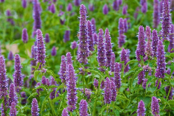 Buy Patchouli Essential Oil from Wholesale Market at the Best Prices online in Pakistan, Quick Delivery and Easy Returns only at The Nature's Store, Best organic and natural Essential Oils - Wholesale and Essential Oils in Pakistan,
