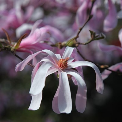 Buy Loebner Magnolia Flower Tree Seeds from Fresco Seeds at the Best Prices online in Pakistan, Quick Delivery and Easy Returns only at The Nature's Store, Best organic and natural Tree Seeds and Fresco Seeds (Brand), Tree Seeds in Pakistan, 