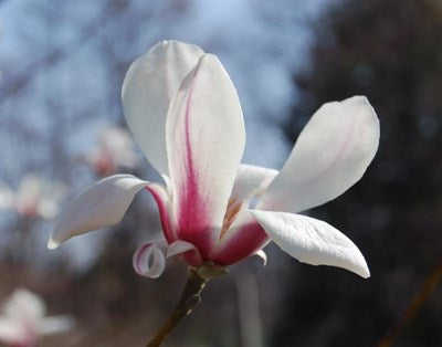 Buy Kobus Magnolia Flower Tree Seeds from Fresco Seeds at the Best Prices online in Pakistan, Quick Delivery and Easy Returns only at The Nature's Store, Best organic and natural Tree Seeds and Fresco Seeds (Brand), Tree Seeds in Pakistan, 