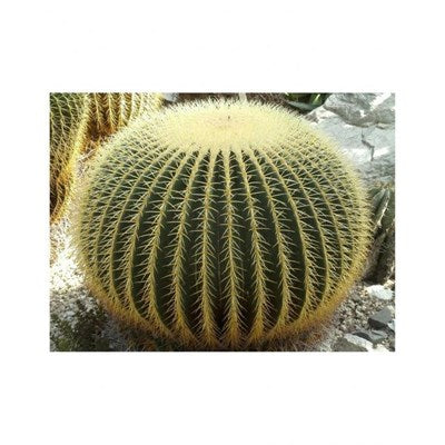 Buy Golden Barrel Seeds from Fresco Seeds at the Best Prices online in Pakistan, Quick Delivery and Easy Returns only at The Nature's Store, Best organic and natural Cactus Seeds and Cactus Seeds, Fresco Seeds (Brand) in Pakistan, 