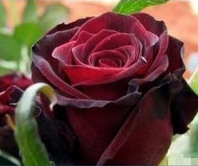 Buy True Blood Black Rare Rose Seeds from Fresco Seeds at the Best Prices online in Pakistan, Quick Delivery and Easy Returns only at The Nature's Store, Best organic and natural Flower Seeds and Flower Seeds, Fresco Seeds (Brand) in Pakistan, 