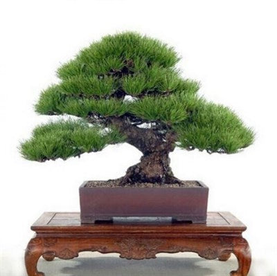 Buy Pine Thunbergii Bonsai Tree Seeds from Fresco Seeds at the Best Prices online in Pakistan, Quick Delivery and Easy Returns only at The Nature's Store, Best organic and natural Bonsai Tree Seeds and Bonsai Tree Seeds, Fresco Seeds (Brand) in Pakistan, 