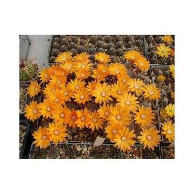 Buy Rebutia Flavistyla Seeds from Fresco Seeds at the Best Prices online in Pakistan, Quick Delivery and Easy Returns only at The Nature's Store, Best organic and natural Cactus Seeds and Cactus Seeds, Fresco Seeds (Brand) in Pakistan, 