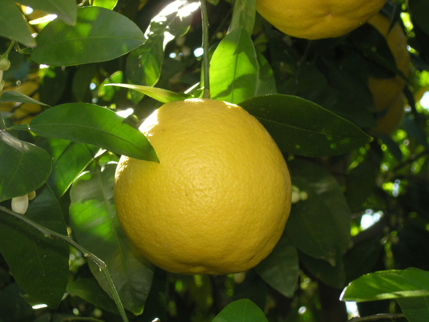 Buy Bergamot Essential Oil from Wholesale Market at the Best Prices online in Pakistan, Quick Delivery and Easy Returns only at The Nature's Store, Best organic and natural Essential Oils - Wholesale and Essential Oils in Pakistan,