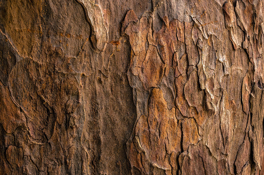 Buy Cedarwood Essential Oil from Wholesale Market at the Best Prices online in Pakistan, Quick Delivery and Easy Returns only at The Nature's Store, Best organic and natural Essential Oils - Wholesale and Essential Oils in Pakistan,