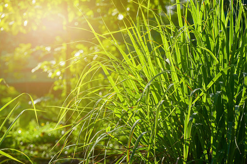 Buy Citronella Essential Oil from Wholesale Market at the Best Prices online in Pakistan, Quick Delivery and Easy Returns only at The Nature's Store, Best organic and natural Essential Oils - Wholesale and Essential Oils in Pakistan,