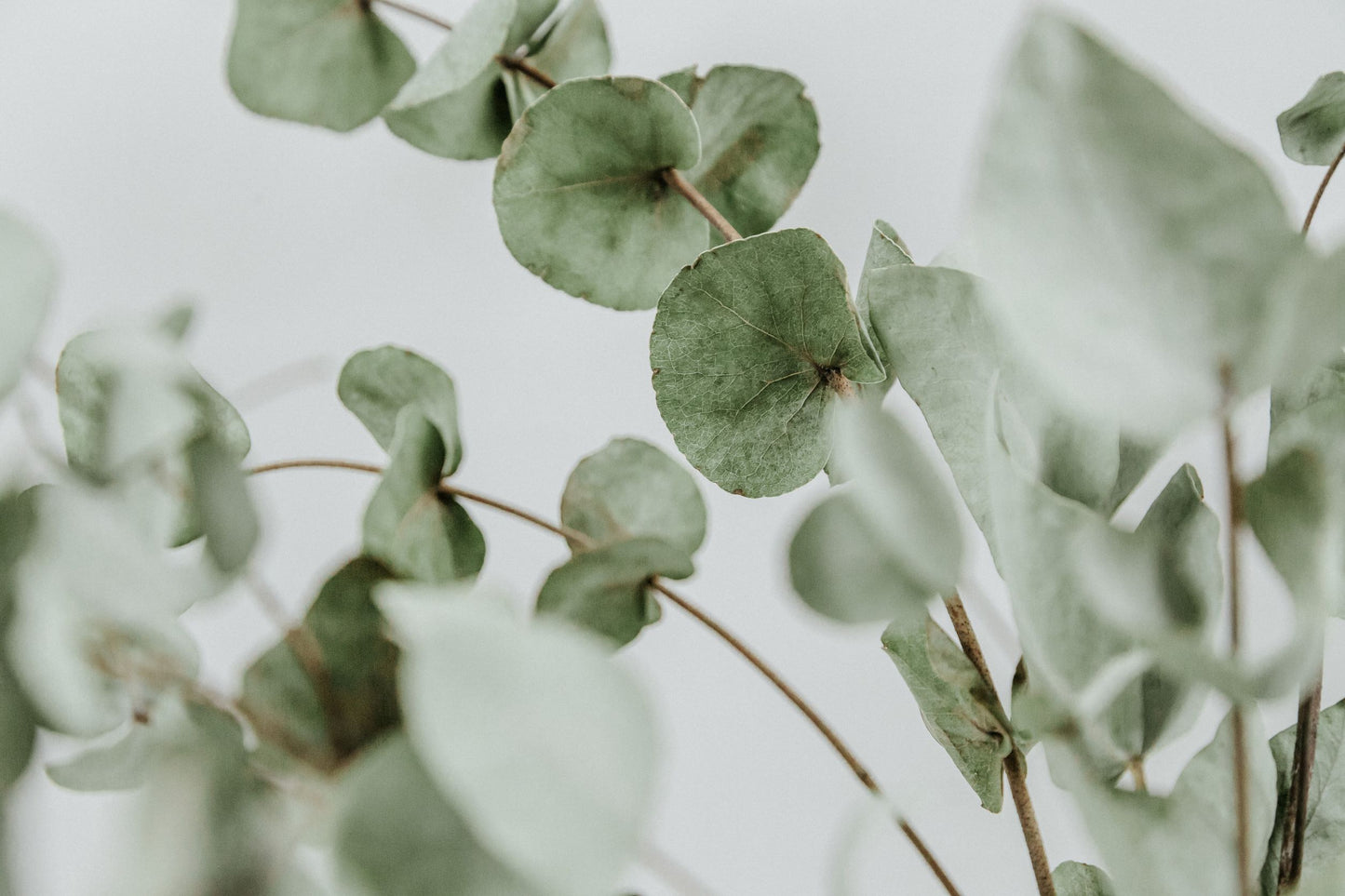 Buy Eucalyptus Essential Oil from Wholesale Market at the Best Prices online in Pakistan, Quick Delivery and Easy Returns only at The Nature's Store, Best organic and natural Essential Oils - Wholesale and Essential Oils in Pakistan,