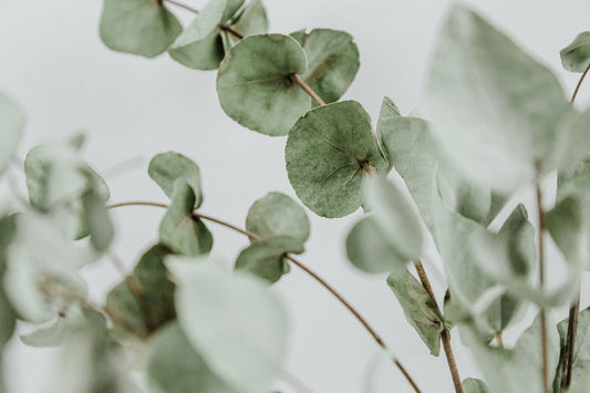 Buy Eucalyptus Essential Oil from Wholesale Market at the Best Prices online in Pakistan, Quick Delivery and Easy Returns only at The Nature's Store, Best organic and natural Essential Oils - Wholesale and Essential Oils in Pakistan,