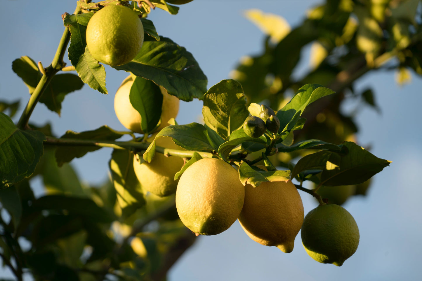 Buy Lemon Essential Oil from Wholesale Market at the Best Prices online in Pakistan, Quick Delivery and Easy Returns only at The Nature's Store, Best organic and natural Essential Oils - Wholesale and Essential Oils in Pakistan,