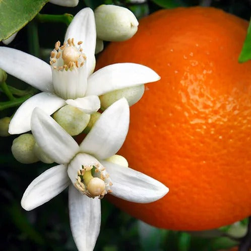 Buy Orange Blossom Fragrance by Candle Science from Wholesale Market at the Best Prices online in Pakistan, Quick Delivery and Easy Returns only at The Nature's Store, Best organic and natural Fragrance Oils - Wholesale in Pakistan, 