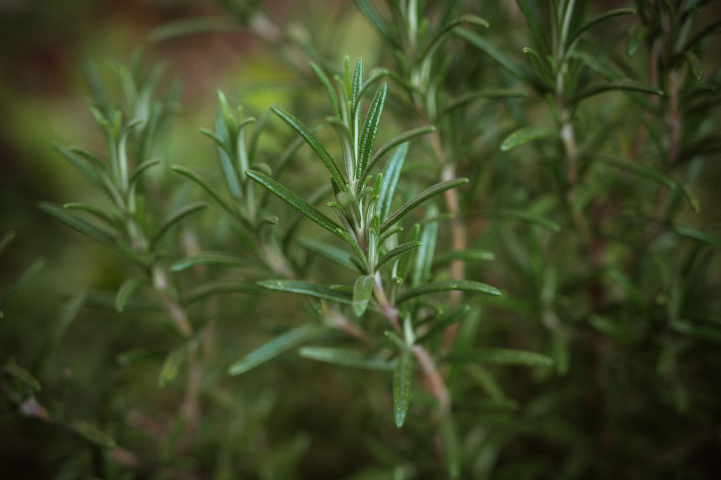 Buy Rosemary Essential Oil from Wholesale Market at the Best Prices online in Pakistan, Quick Delivery and Easy Returns only at The Nature's Store, Best organic and natural Essential Oils - Wholesale and Essential Oils in Pakistan,