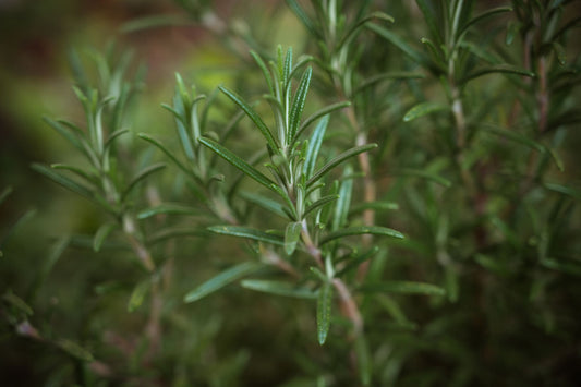Buy Rosemary Essential Oil from Wholesale Market at the Best Prices online in Pakistan, Quick Delivery and Easy Returns only at The Nature's Store, Best organic and natural Essential Oils - Wholesale and Essential Oils in Pakistan,