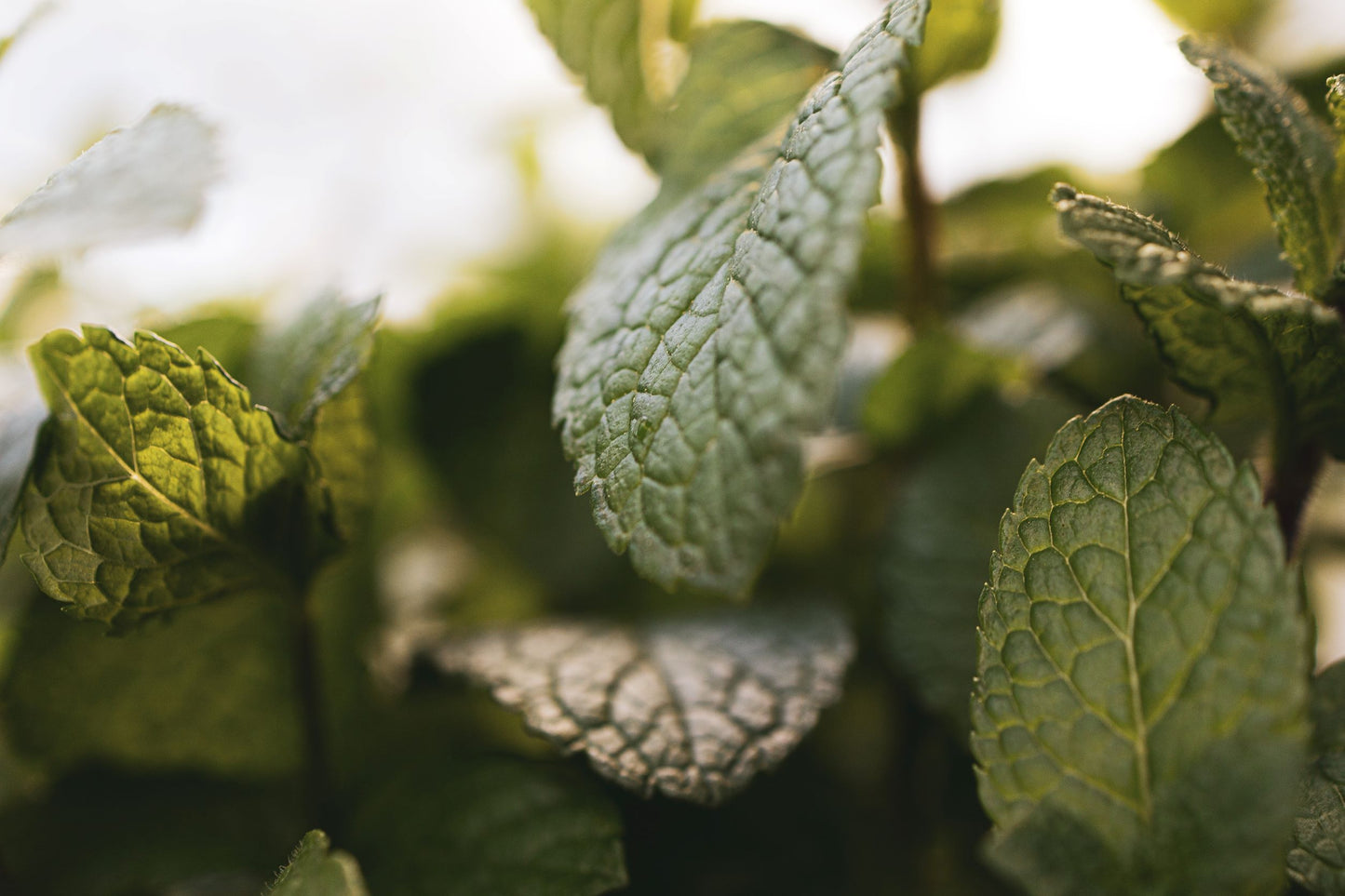 Buy Spearmint Essential Oil from Wholesale Market at the Best Prices online in Pakistan, Quick Delivery and Easy Returns only at The Nature's Store, Best organic and natural Essential Oils - Wholesale and Essential Oils in Pakistan,