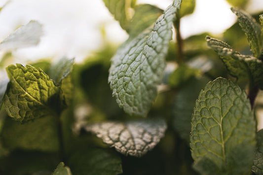 Buy Spearmint Essential Oil from Wholesale Market at the Best Prices online in Pakistan, Quick Delivery and Easy Returns only at The Nature's Store, Best organic and natural Essential Oils - Wholesale and Essential Oils in Pakistan,