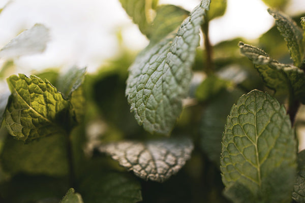 Buy Spearmint Essential Oil from Wholesale Market at the Best Prices online in Pakistan, Quick Delivery and Easy Returns only at The Nature's Store, Best organic and natural Essential Oils - Wholesale and Essential Oils in Pakistan, 