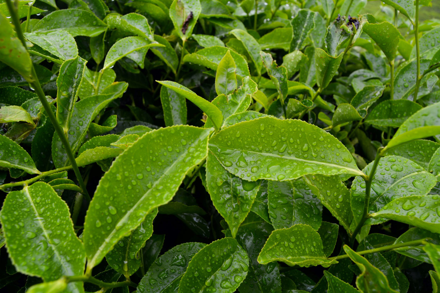 Buy Tea Tree Essential Oil from Wholesale Market at the Best Prices online in Pakistan, Quick Delivery and Easy Returns only at The Nature's Store, Best organic and natural Essential Oils - Wholesale and Essential Oils in Pakistan,
