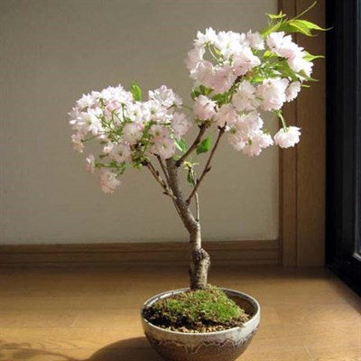Buy Bonsai Cherry Blossom Seeds from Fresco Seeds at the Best Prices online in Pakistan, Quick Delivery and Easy Returns only at The Nature's Store, Best organic and natural Bonsai Flower Seeds and Bonsai Flower Seeds, Fresco Seeds (Brand) in Pakistan, 