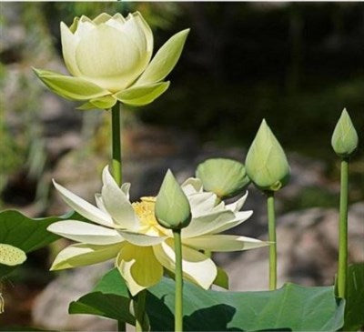 Buy Mrs. Perry D. Slocum Water Lotus Seeds from Fresco Seeds at the Best Prices online in Pakistan, Quick Delivery and Easy Returns only at The Nature's Store, Best organic and natural Ponds and Aquarium Seeds and Fresco Seeds (Brand), Ponds and Aquarium Seeds in Pakistan, 