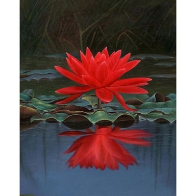 Buy Rare Red Water Lotus Seeds from Fresco Seeds at the Best Prices online in Pakistan, Quick Delivery and Easy Returns only at The Nature's Store, Best organic and natural Ponds and Aquarium Seeds and Fresco Seeds (Brand), Ponds and Aquarium Seeds in Pakistan, 