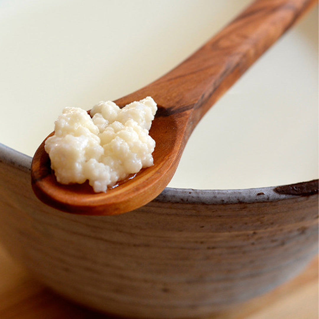 Buy Active MILK Kefir Grains from The Nature's Store at the Best Prices online in Pakistan, Quick Delivery and Easy Returns only at The Nature's Store, Best organic and natural Probiotics and Kefir in Pakistan,