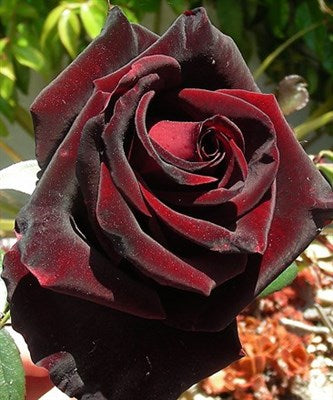Buy Red Velvet Rose Seeds from Fresco Seeds at the Best Prices online in Pakistan, Quick Delivery and Easy Returns only at The Nature's Store, Best organic and natural Flower Seeds and Flower Seeds, Fresco Seeds (Brand) in Pakistan, 