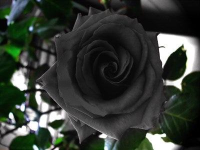 Buy Black Rose Seeds from Fresco Seeds at the Best Prices online in Pakistan, Quick Delivery and Easy Returns only at The Nature's Store, Best organic and natural Flower Seeds and Flower Seeds, Fresco Seeds (Brand) in Pakistan, 