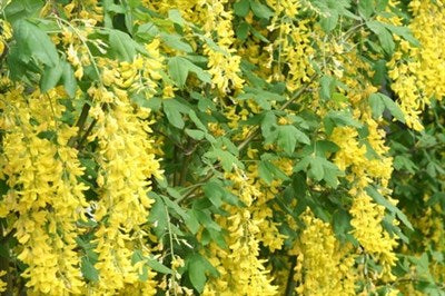 Buy Wisteria Yellow Vines from Fresco Seeds at the Best Prices online in Pakistan, Quick Delivery and Easy Returns only at The Nature's Store, Best organic and natural Vine Seeds and Fresco Seeds (Brand), Vine Seeds in Pakistan, 