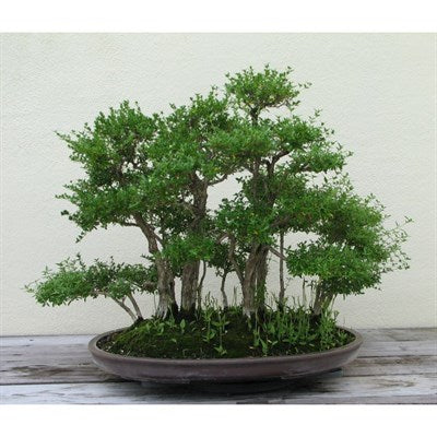 Buy Japanese Semillas Bonsai Seeds from Fresco Seeds at the Best Prices online in Pakistan, Quick Delivery and Easy Returns only at The Nature's Store, Best organic and natural Bonsai Tree Seeds and Bonsai Tree Seeds, Fresco Seeds (Brand) in Pakistan, 