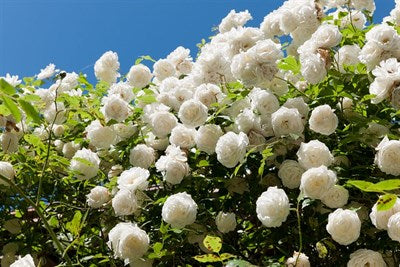 Buy White Climbing Rose Seeds from Fresco Seeds at the Best Prices online in Pakistan, Quick Delivery and Easy Returns only at The Nature's Store, Best organic and natural Vine Seeds and Fresco Seeds (Brand), Vine Seeds in Pakistan, 