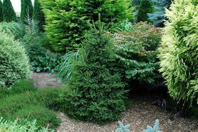 Buy Mixed Shape Garden Conifer Seeds (Bonsai Family) from Fresco Seeds at the Best Prices online in Pakistan, Quick Delivery and Easy Returns only at The Nature's Store, Best organic and natural Bonsai Tree Seeds and Bonsai Tree Seeds, Fresco Seeds (Brand) in Pakistan, 