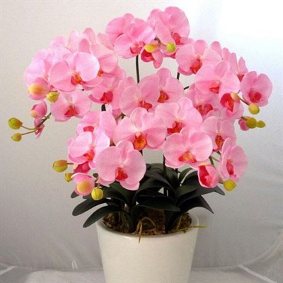 Buy Bonsai Pink Phalaenopsis Seeds from Fresco Seeds at the Best Prices online in Pakistan, Quick Delivery and Easy Returns only at The Nature's Store, Best organic and natural Bonsai Flower Seeds and Bonsai Flower Seeds, Fresco Seeds (Brand) in Pakistan, 