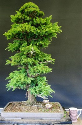 Buy Bonsai Cedar Tree Seeds from Fresco Seeds at the Best Prices online in Pakistan, Quick Delivery and Easy Returns only at The Nature's Store, Best organic and natural Bonsai Tree Seeds and Bonsai Tree Seeds, Fresco Seeds (Brand) in Pakistan, 