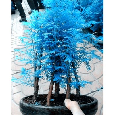 Buy Metasequoia Bonsai Seeds from Fresco Seeds at the Best Prices online in Pakistan, Quick Delivery and Easy Returns only at The Nature's Store, Best organic and natural Bonsai Tree Seeds and Bonsai Tree Seeds, Fresco Seeds (Brand) in Pakistan, 