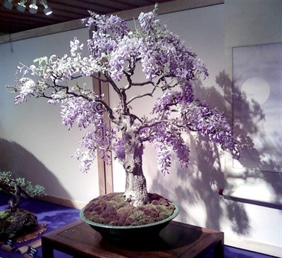 Buy Bonsai Wisteria Tree Seeds from Fresco Seeds at the Best Prices online in Pakistan, Quick Delivery and Easy Returns only at The Nature's Store, Best organic and natural Bonsai Flower Seeds and Bonsai Flower Seeds, Fresco Seeds (Brand) in Pakistan, 