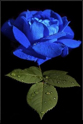 Buy Australian Blue Rose Seeds from Fresco Seeds at the Best Prices online in Pakistan, Quick Delivery and Easy Returns only at The Nature's Store, Best organic and natural Flower Seeds and Flower Seeds, Fresco Seeds (Brand) in Pakistan, 