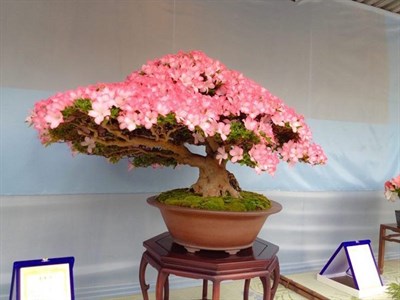 Buy Bonsai Koshiro Azalea Seeds from Fresco Seeds at the Best Prices online in Pakistan, Quick Delivery and Easy Returns only at The Nature's Store, Best organic and natural Bonsai Flower Seeds and Bonsai Flower Seeds, Fresco Seeds (Brand) in Pakistan, 