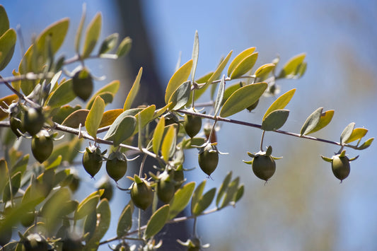 Jojoba Oil Benefits for Skin & Hair