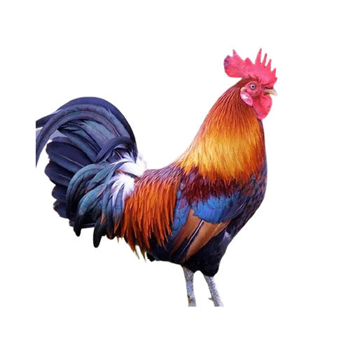 Pure desi chicken - 1 Kg desi chicken price today in Pakistan – The ...