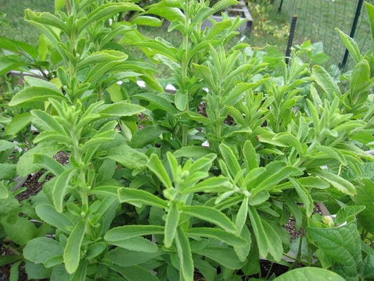 Stevia: Benefits & Side Effects