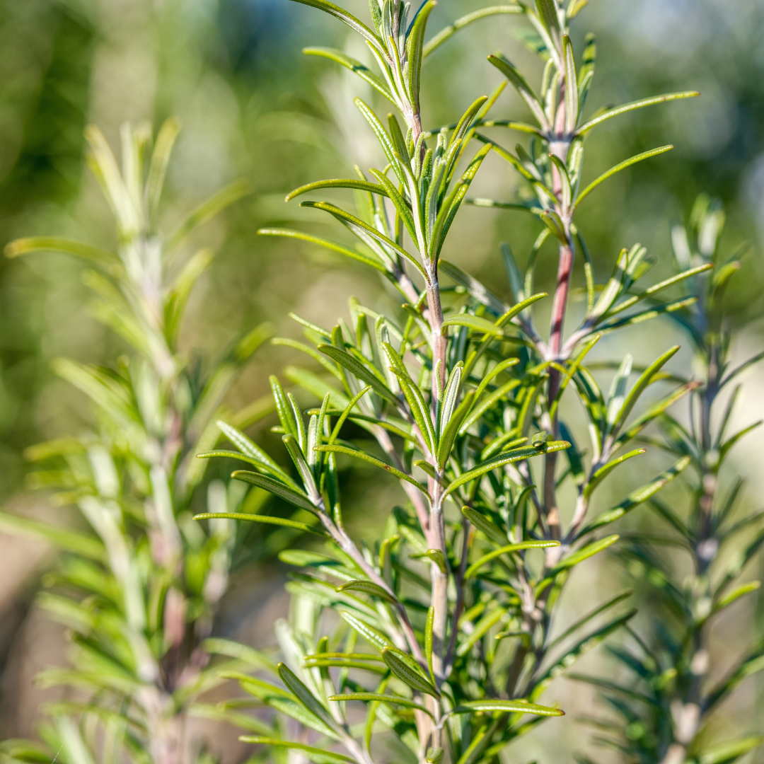 Best Rosemary essential oil in pakistan