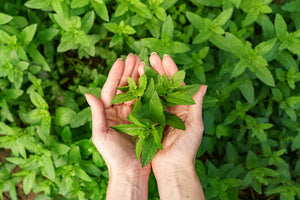 Peppermint Oil - Uses, Benefits, Side Effects