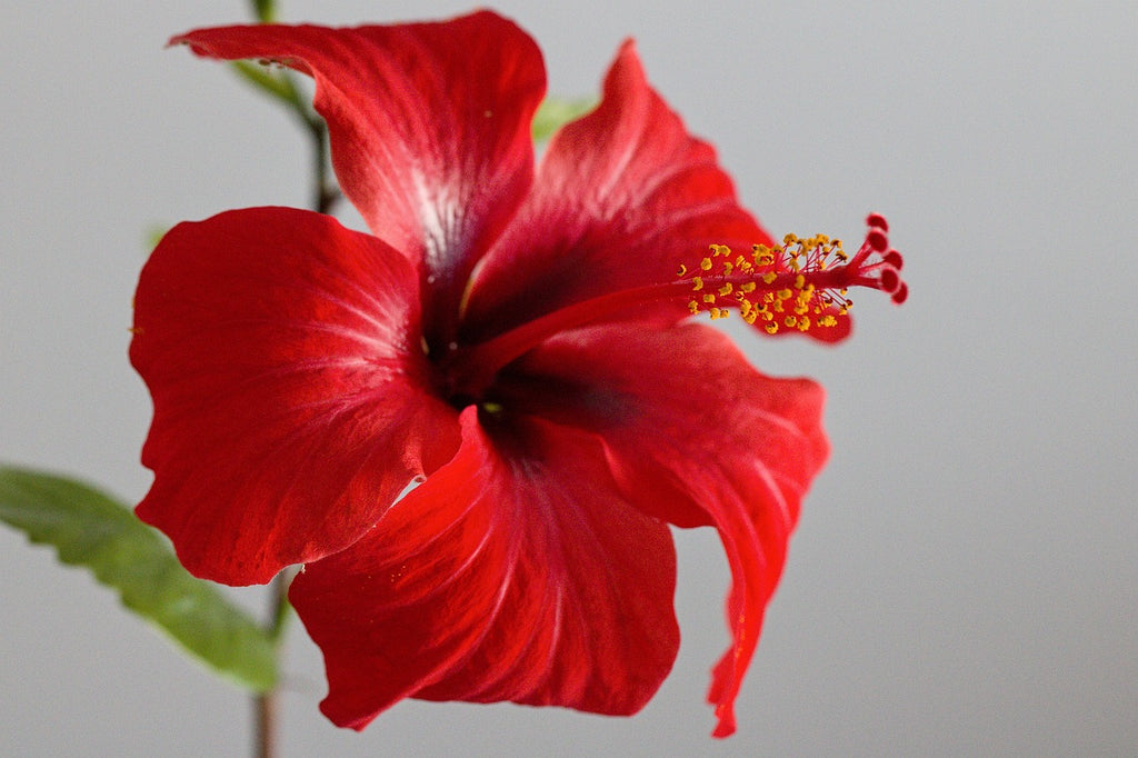 Benefits of Hibiscus Oil for Your Hair
