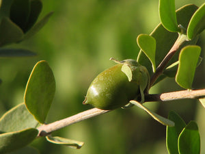 Jojoba Oil Benefits for Hair: A Comprehensive Guide to Healthy and Nourished Hair