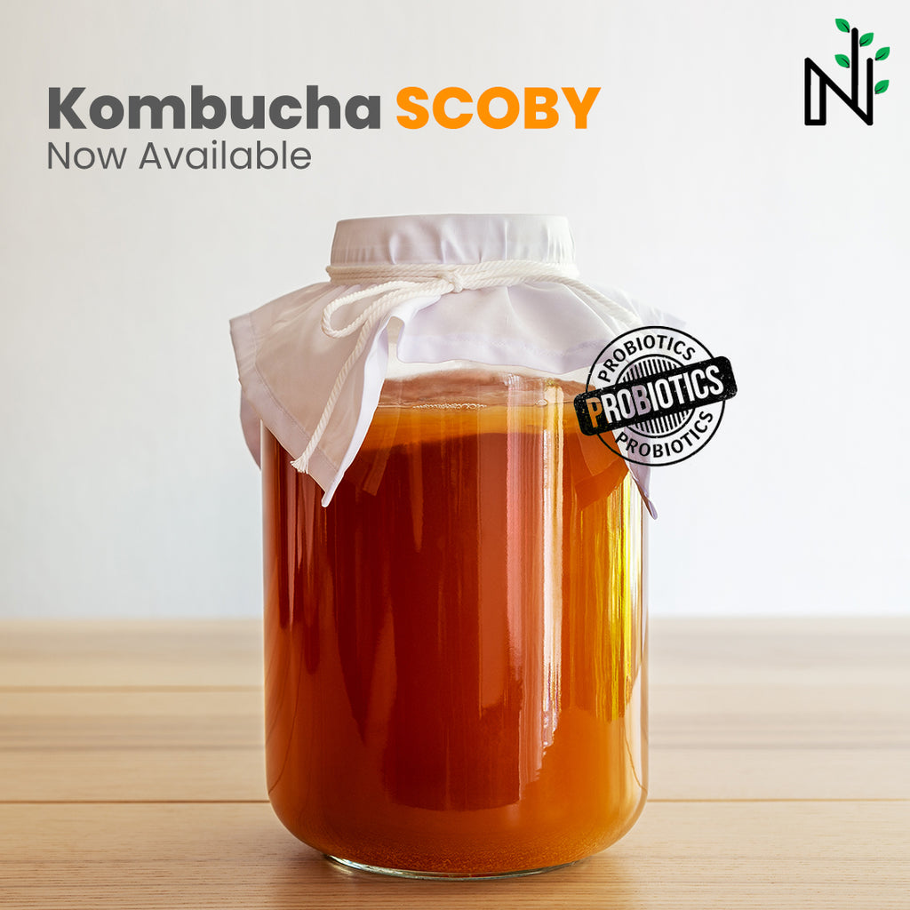 How to make your own Kombucha at home?