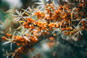 All about Sea buckthorn - Get the best price for Sea buckthorn tea in Pakistan