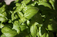 Buy Organic Basil Essential Oil from Wholesale Market at the Best Prices online in Pakistan, Quick Delivery and Easy Returns only at The Nature's Store, Best organic and natural Essential Oils - Wholesale and Essential Oils in Pakistan, 