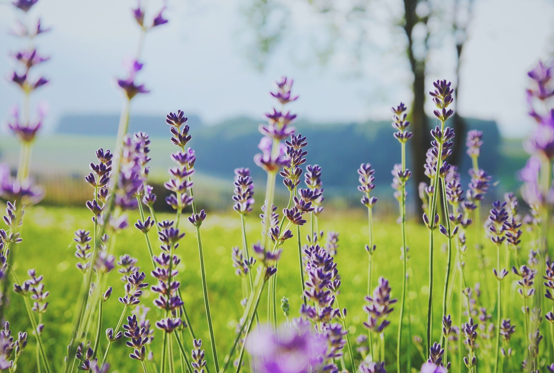 lavender plant in pakistan Lavender Essential Oil