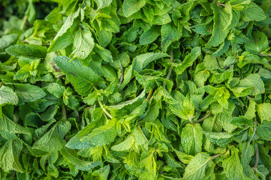 Buy Organic Peppermint Essential Oil from Wholesale Market at the Best Prices online in Pakistan, Quick Delivery and Easy Returns only at The Nature's Store, Best organic and natural Essential Oils - Wholesale and Essential Oils in Pakistan, 